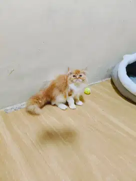 Kitten Persia semi peak
