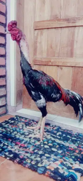 Ayam ganoi ful Ubed  anak jelas induk pukul ko jos betina ganoi super