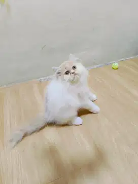 Kitten Persia flatnose