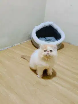 kitten Persia peaknose