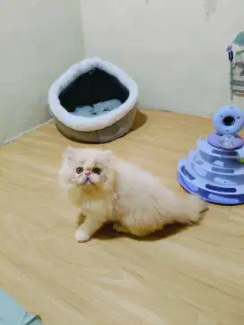 Kitten Persia peaknose