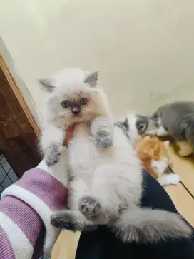 Kitten Himalaya blue point