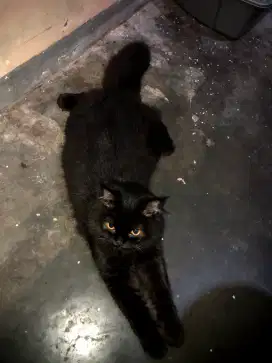 Kucing Hitam Bulu Panjang