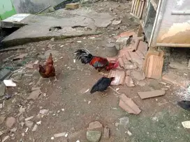 Jual ayam kampung satuan atau borongan.