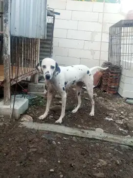 DALMANTION DOGy