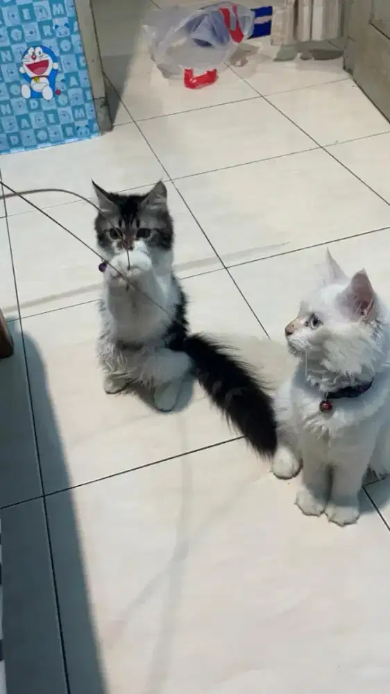 Kucing Persia Jantan Dan Betina