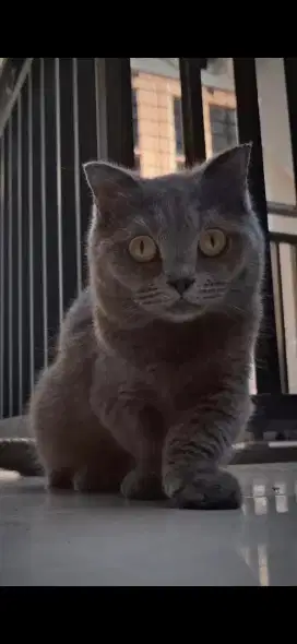 BSH Munchkin Fold