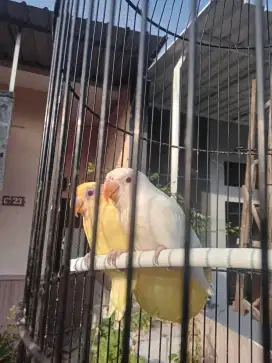 Love bird pb creamino