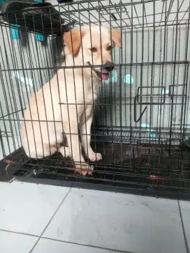 lablador betina 6,bln