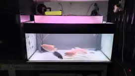 Aquarium 90x50x40 fulset tinggal colok