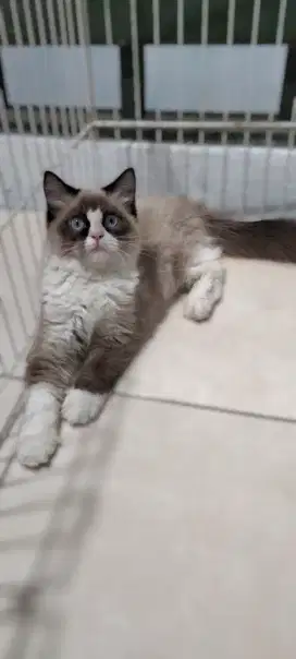 KUCING RAGDOLL JANTAN
