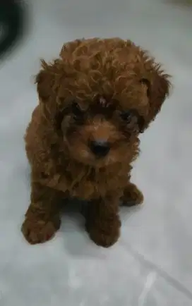 Pupy poodle red
