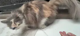 Kucing munchkin mix persia