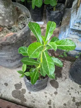 Tanaman Hias Bunga Kamboja Pink