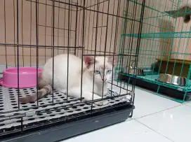 Kucing Mix Blue Eyes Tabby Tail
