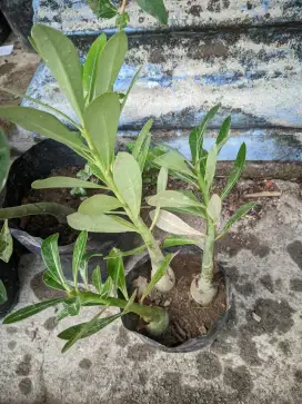 Tanaman Hias Bunga Kamboja Pink