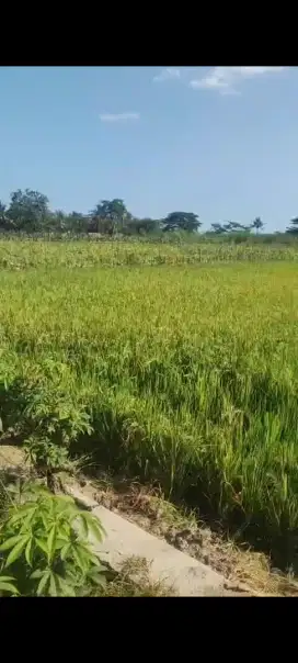 Tanah sawah produktif
