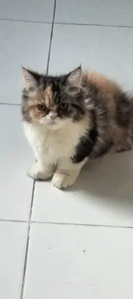 Kucing persia umur 5 bulan