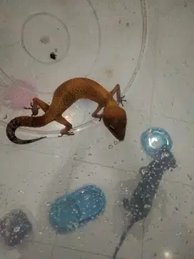 Gecko orange sehat