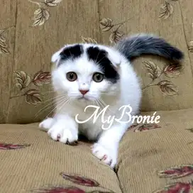 Kucing scottish fold jantan 3 bulan