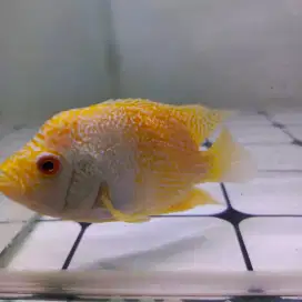 Ikan Louhan GB Female Bertelur