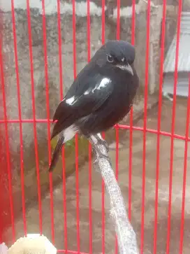 Jual burung decu gacor