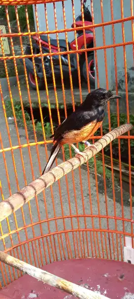 Murai batu medan