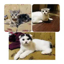 kucing Scottish BSH siapa cepat bu