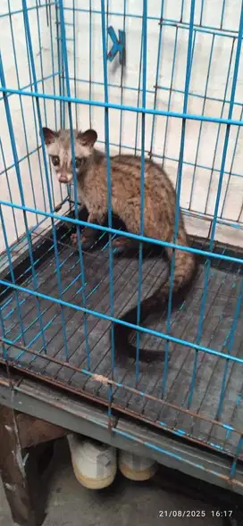 musang pandan/ luwak