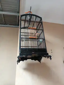 Burung ciblek semi jantan rajin full set