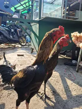 Ayam bangkok Dewasa