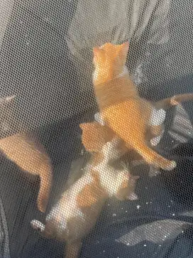 kitten pure bsh chinnamon nonped