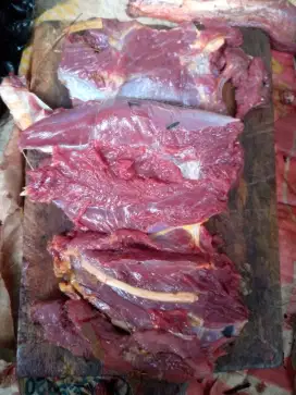 Daging kuda untuk obat