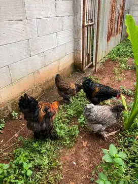 Ayam Hias Brahma