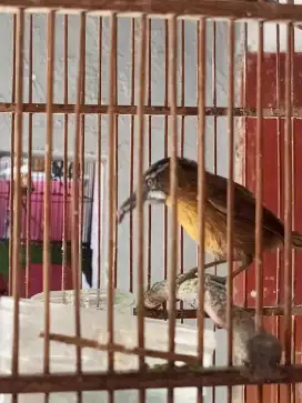 Wambi Mini Bunyi