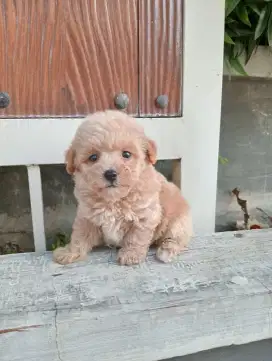Tiny poodle betina istimewa