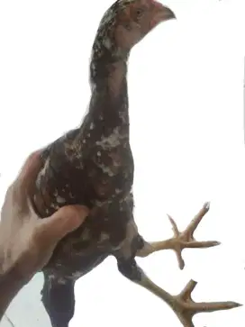 Ayam Bangkok anakan