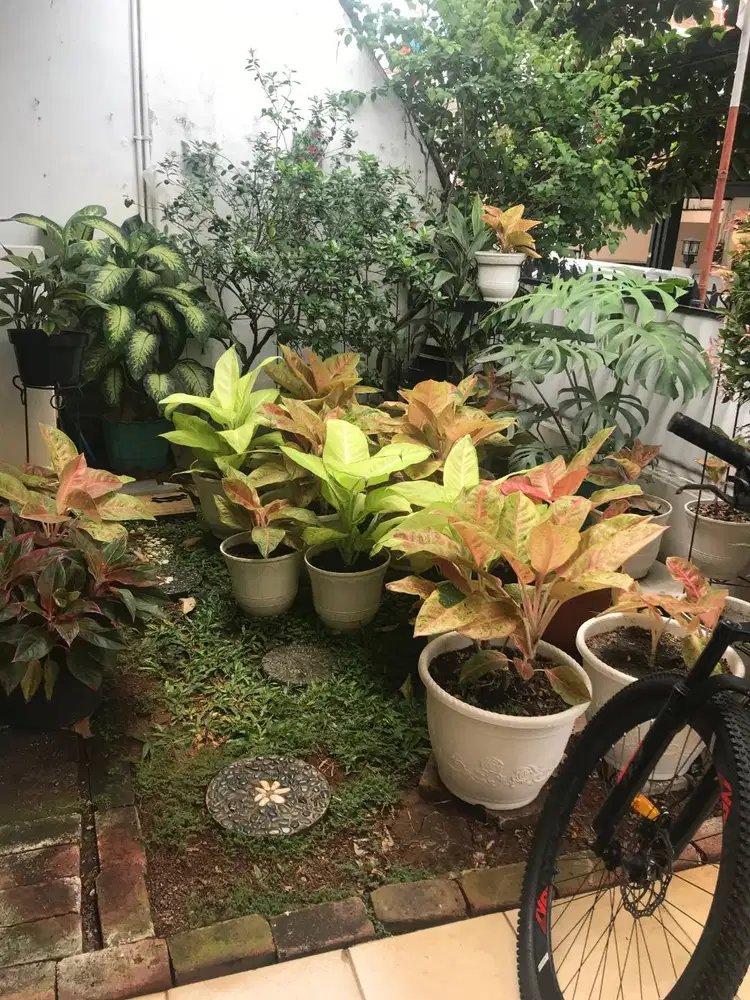 Aglonema berbagai macam varian