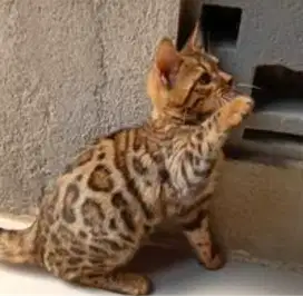 Kucing kitten B3ngl Super