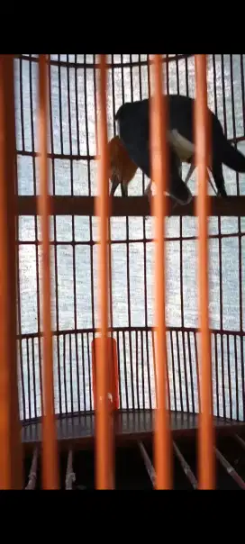 Burung Anis merah mantap