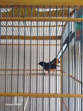 Jual Murai Batu Medan