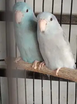 Burung Parrolet dewasa