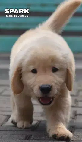 Golden ret jantan •SPARK•