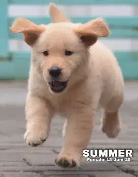 Golden ret betina •SUMMER•