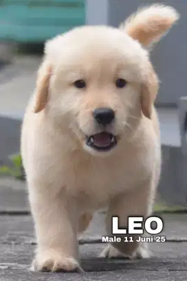 Golden ret jantan •LEO•
