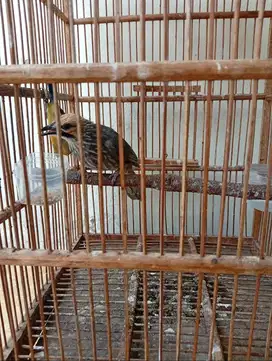 Dijual Burung Cucakrawa