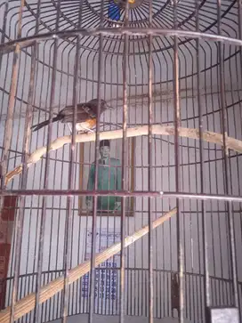 Murai Batu Trotol ORI Hutan