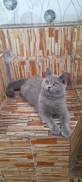British shorthair jantan