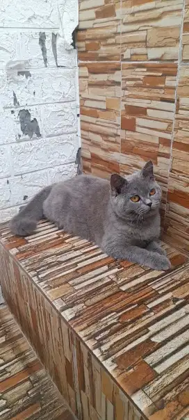 British shorthair Betina
