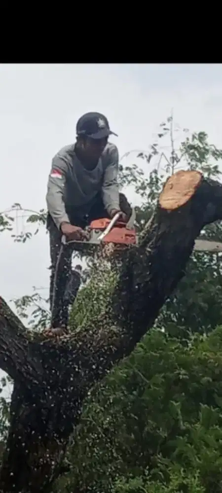 Jasa tebang pohon